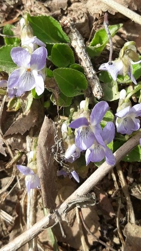 ドッグバイオレット (ケア, 特徴, 花, 画像)