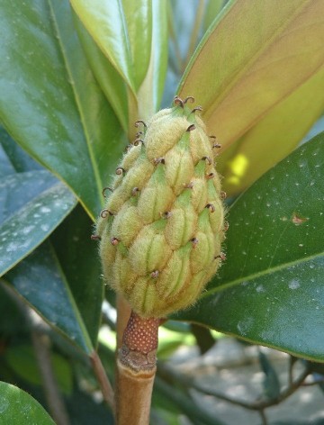 7 Semi Di Magnolia Grandiflora Sempreverde – Pianta Ornamentale, Coltivazione Facile