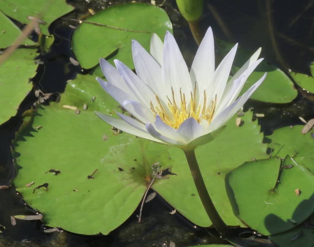 Nymphaea elegans PictureThis