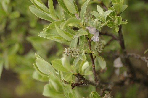 Salix brachycarpa PictureThis