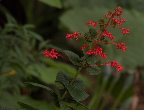 ヒギリ 緋桐 Clerodendrum Japonicum 花言葉 毒性 よくある質問 Picturethis