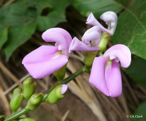 Canavalia cathartica PictureThis