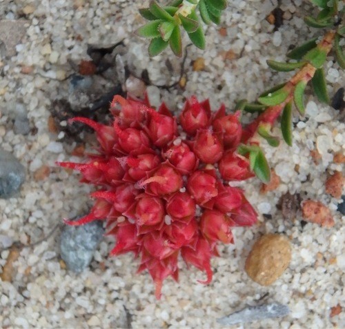 Darwinia Care (Watering, Fertilize, Pruning, Propagation) - PictureThis