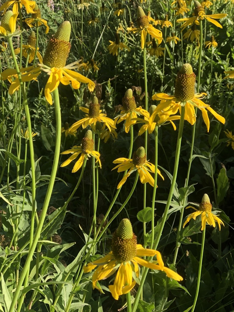 California coneflower (Rudbeckia californica) Flower, Leaf, Care, Uses