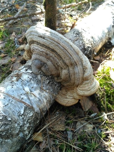 コフキサルノコシカケ（粉吹猿腰掛） (Ganoderma applanatum