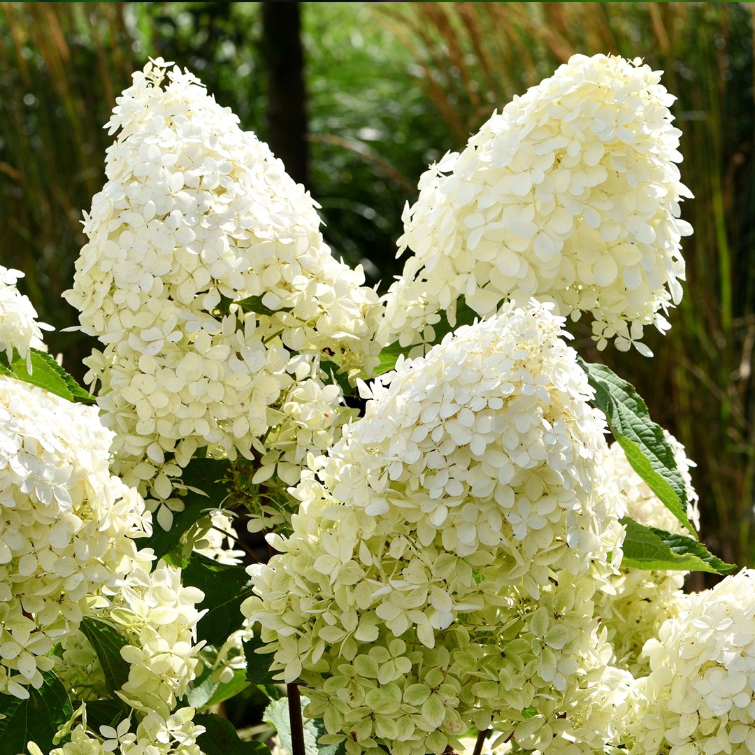 Image of Hydrangea paniculata Tarda