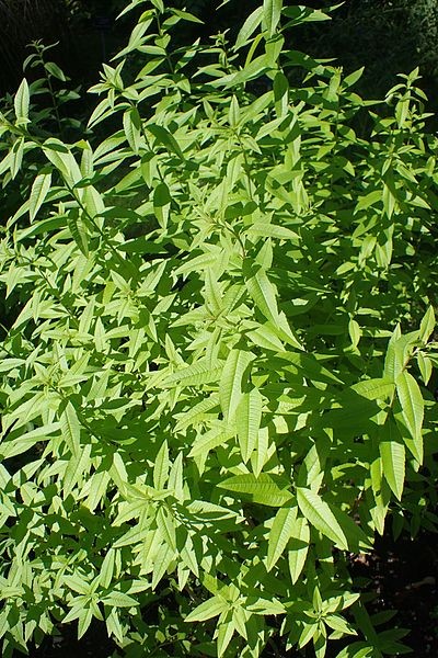 Cedrón (Aloysia citrodora) - PictureThis
