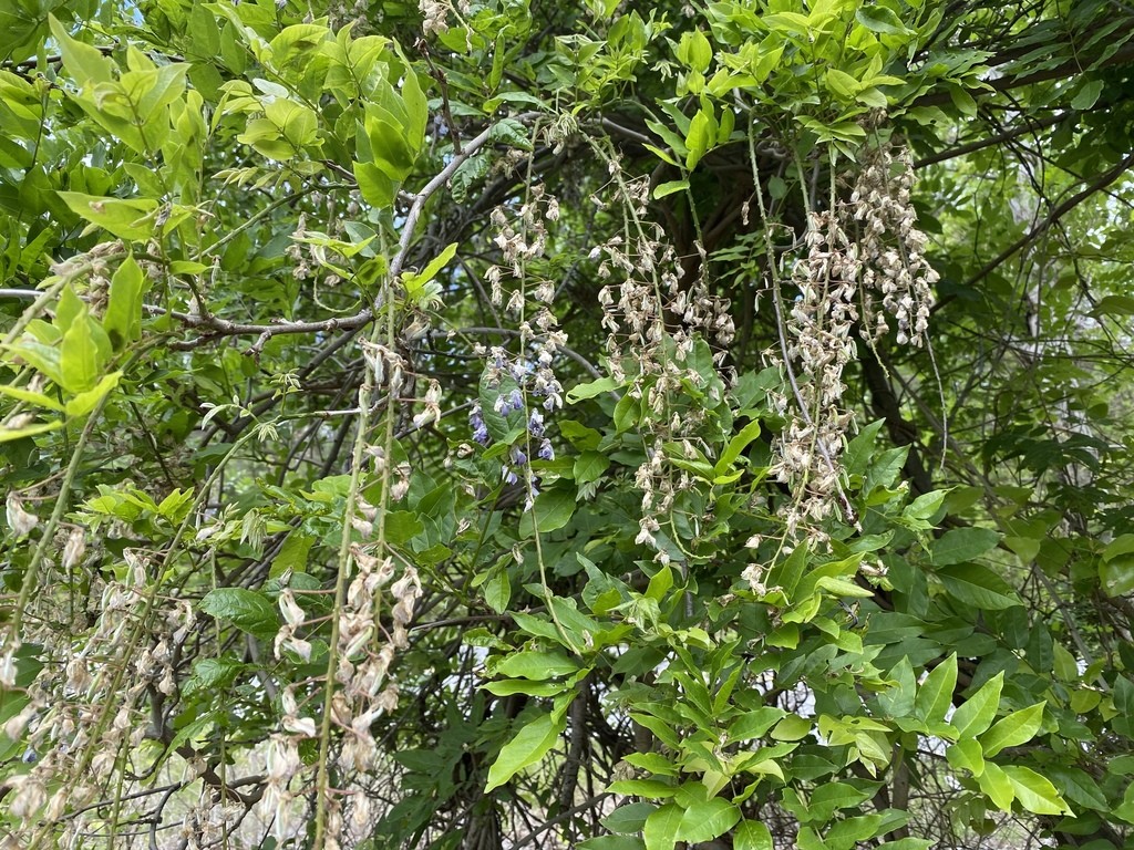 Japanese wisteria (Wisteria floribunda) - PictureThis