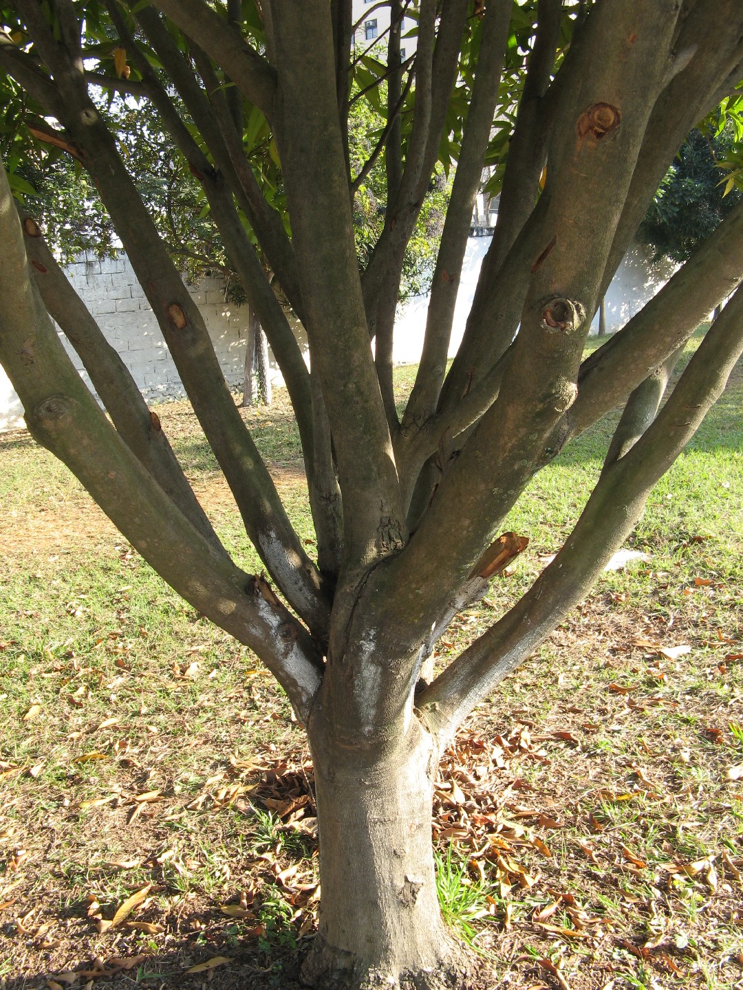 Carapa procera PictureThis