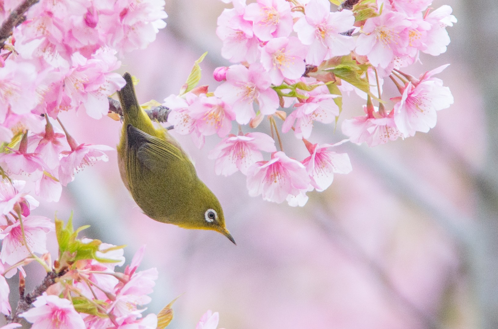 カワヅザクラ（河津桜） (Cerasus × kanzakura 'Kawazu-zakura
