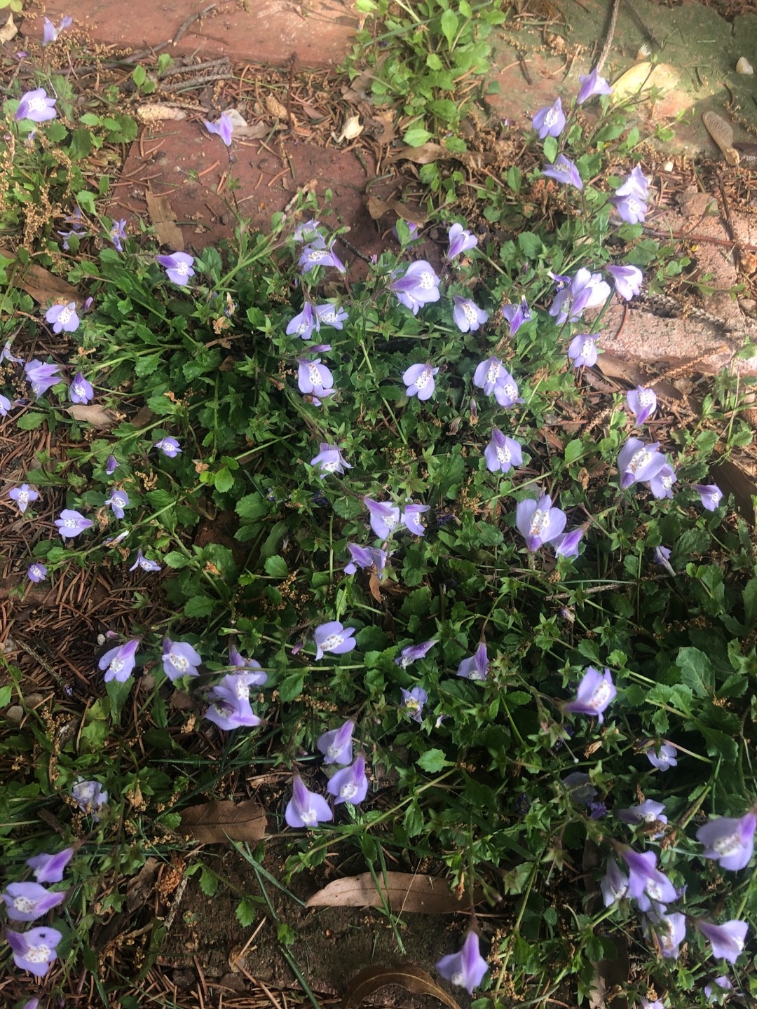 セイタカサギゴケ（背高鷺苔） (Mazus fauriei) - PictureThis