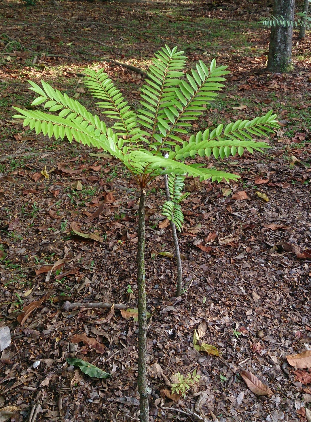 Long jack - Eurycoma longifolia (Taxonomy, Characteristics, Distribution,  Images)