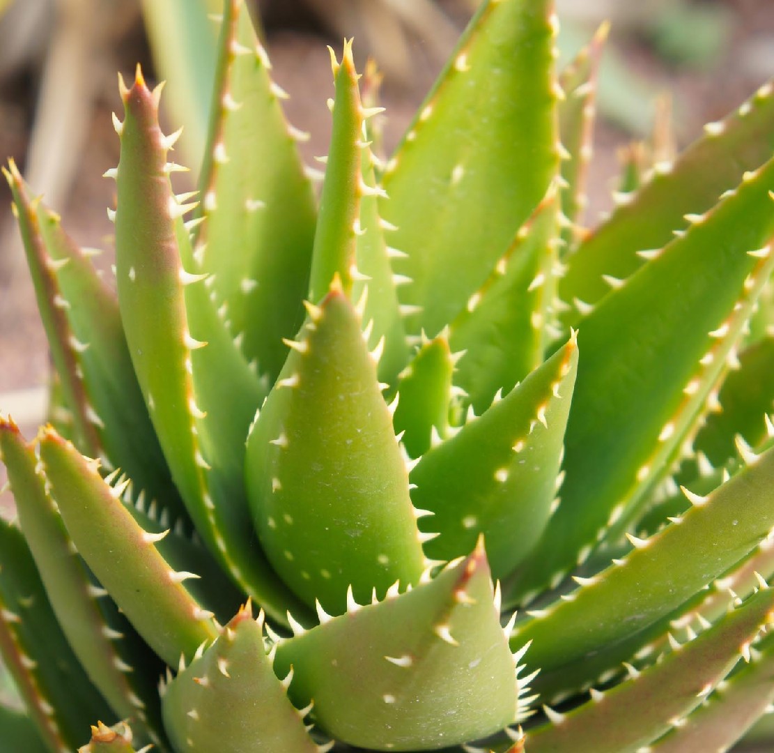 Aloe (Aloe perfoliata) - PictureThis