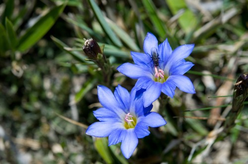 Alisan gentiana (Gentiana arisanensis) Flower, Leaf, Care, Uses ...