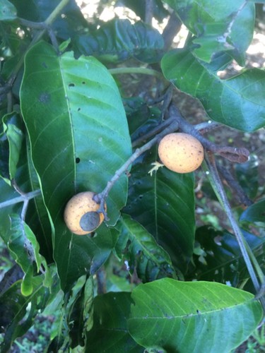 Mapunao Tree Mapunyao (Aglaia mariannensis) Flower, Leaf, Care, Uses - PictureThis