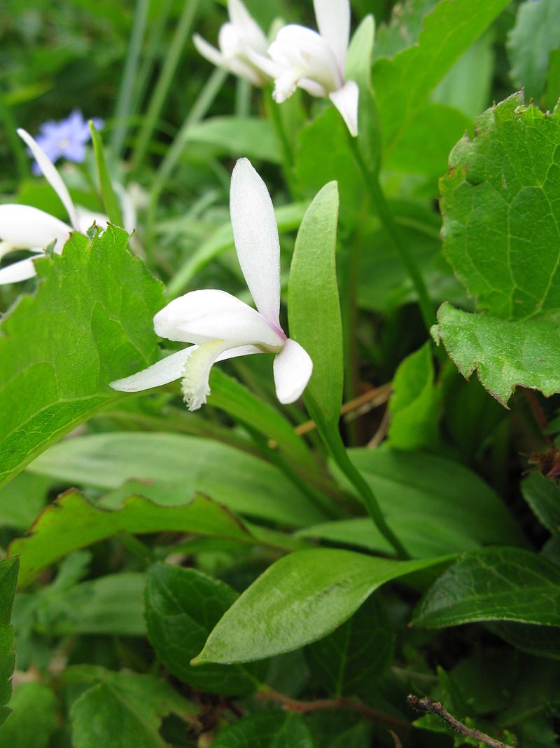 トキソウ（朱鷺草） (Pogonia japonica) - PictureThis