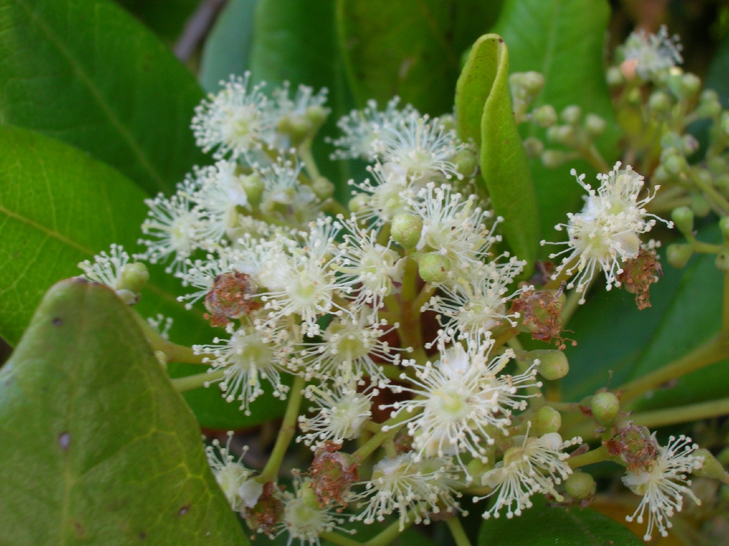 Quatre épices. Pimenta dioica photo flore La Réunion N°3861.