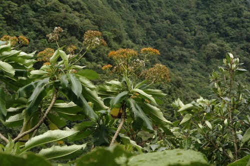 Jessea Care (Watering, Fertilize, Pruning, Propagation) - PictureThis