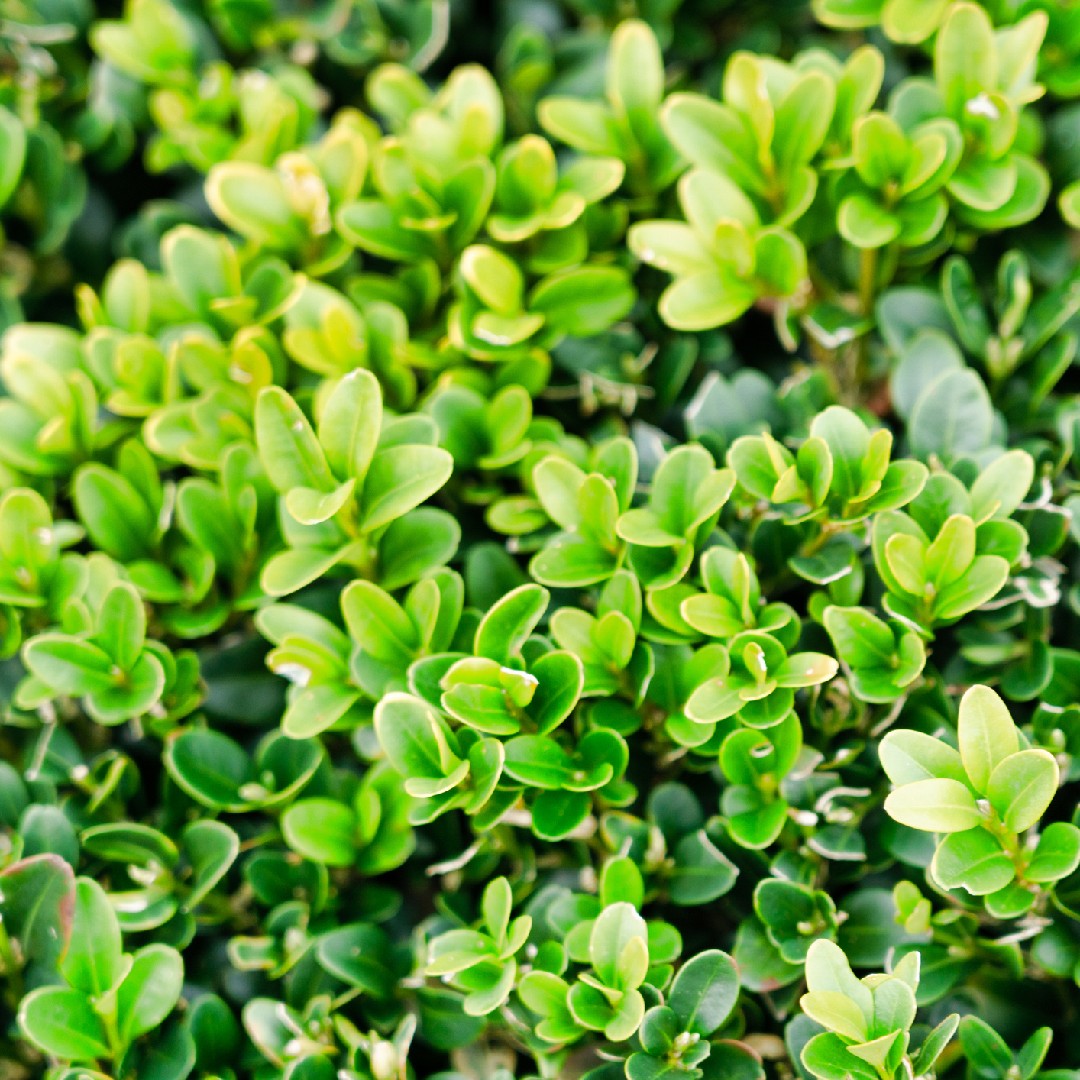 How long will a boxwood live? - PictureThis