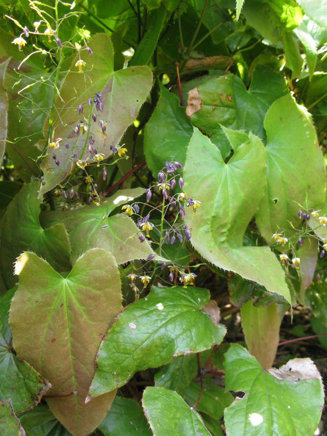 Horny Goat Weed Epimedium Sagittatum Flower Leaf Care Uses 