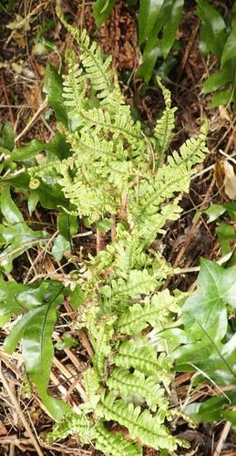 セイヨウオシダ (Dryopteris affinis) - PictureThis