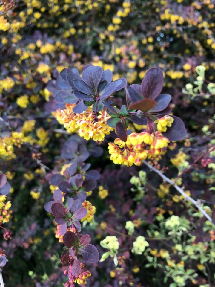 salmon barberry (Berberis) Flower, Leaf, Care, Uses PictureThis