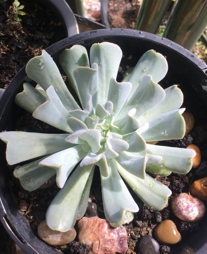 トップシータービーの判定方法 (Echeveria runyonii 'Topsy Turvy')