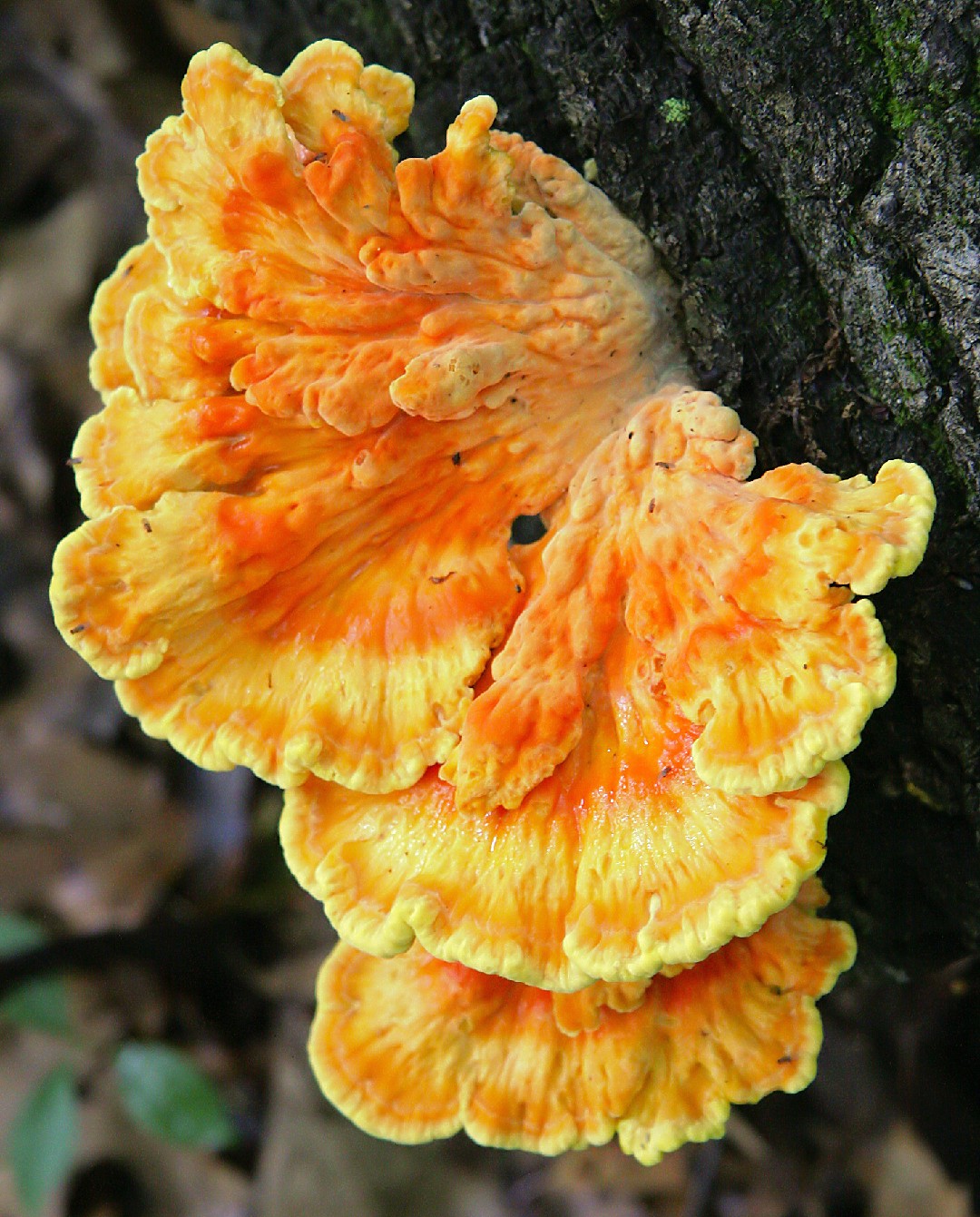 Laetiporus Sulphureus PictureThis laetiporus-sulphureus-picturethis