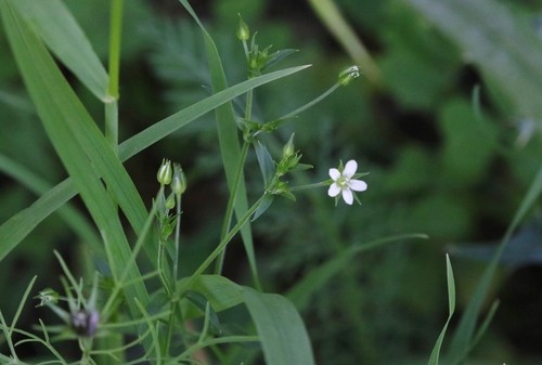 Arenaria lanuginosa PictureThis