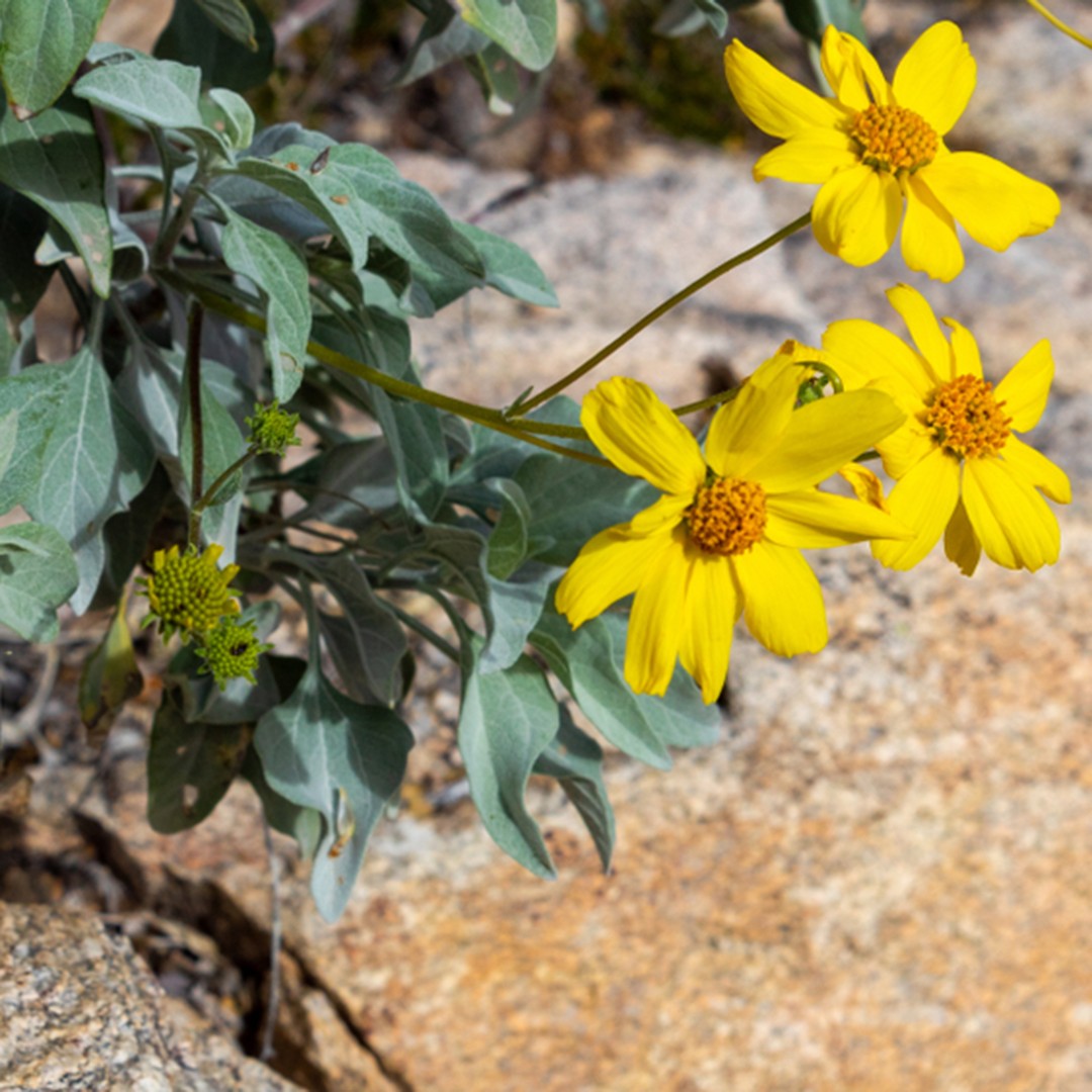 Where To Place Brittlebush In Feng Shui? (Characteristics, Direction