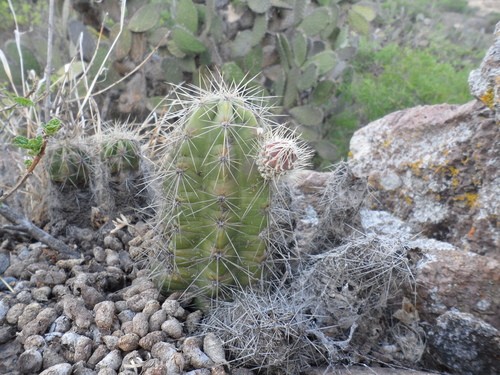 Echinocereus cinerascens Flower, Leaf, Care, Uses PictureThis