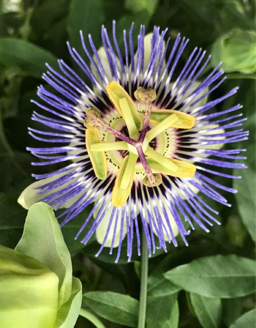 トケイソウ（時計草）の判定方法 (Passiflora caerulea)