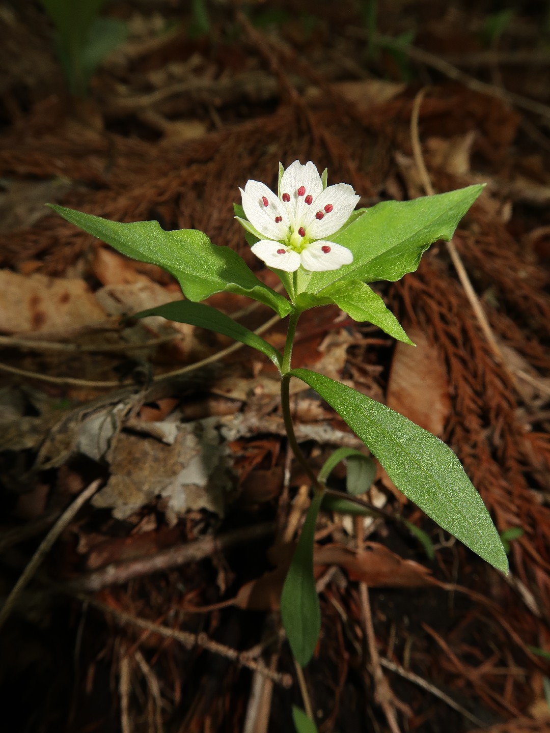 Pseudostellaria heterophylla PictureThis