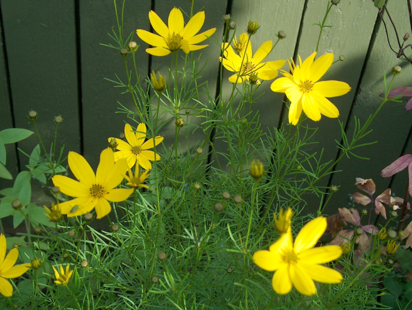 イトバハルシャギク（糸葉春車菊） (Coreopsis verticillata) 花言葉，毒性，よくある質問 PictureThis