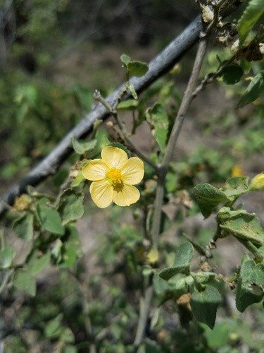 Abutilon viscosum Flower, Leaf, Care, Uses - PictureThis