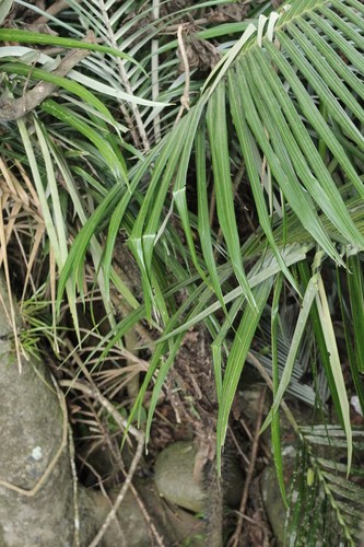 Astrocaryum mexicanum PictureThis