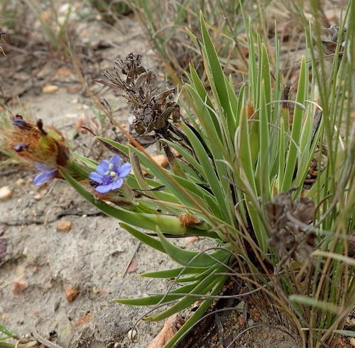 Aristea africana PictureThis