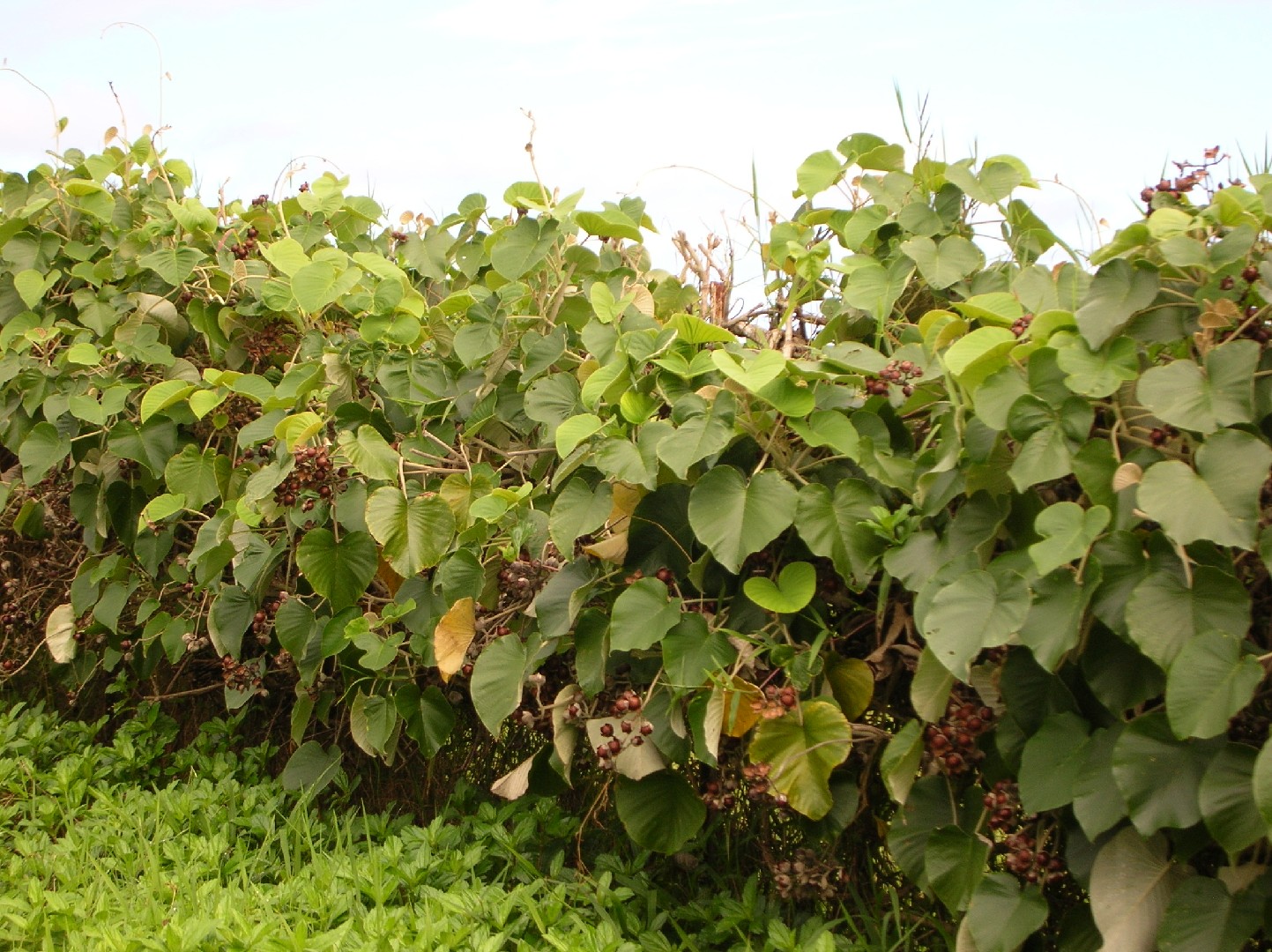 【無農薬・無消毒】ハワイアンベイビーウッドローズ（オオバアサガオ）の種 100粒