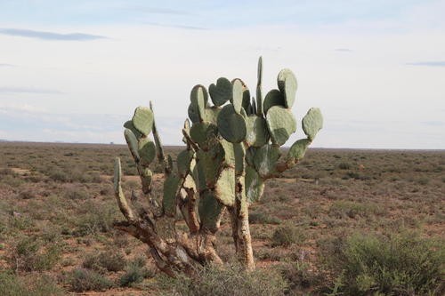 mammillaria boolii Mammillaria boolli – Planet Desert main image 1