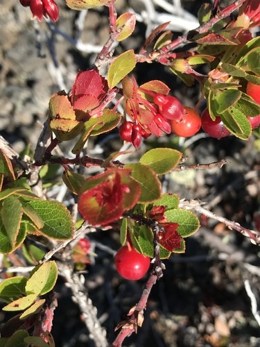 Vaccinium reticulatum PictureThis