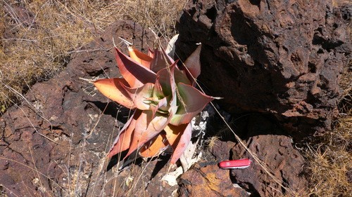 Aloe imalotensisの育て方・栽培方法