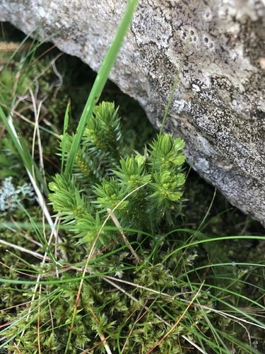 Filo Lycophyta Clube Musgos Checklist Of Lycopodiopsida (clubmosses