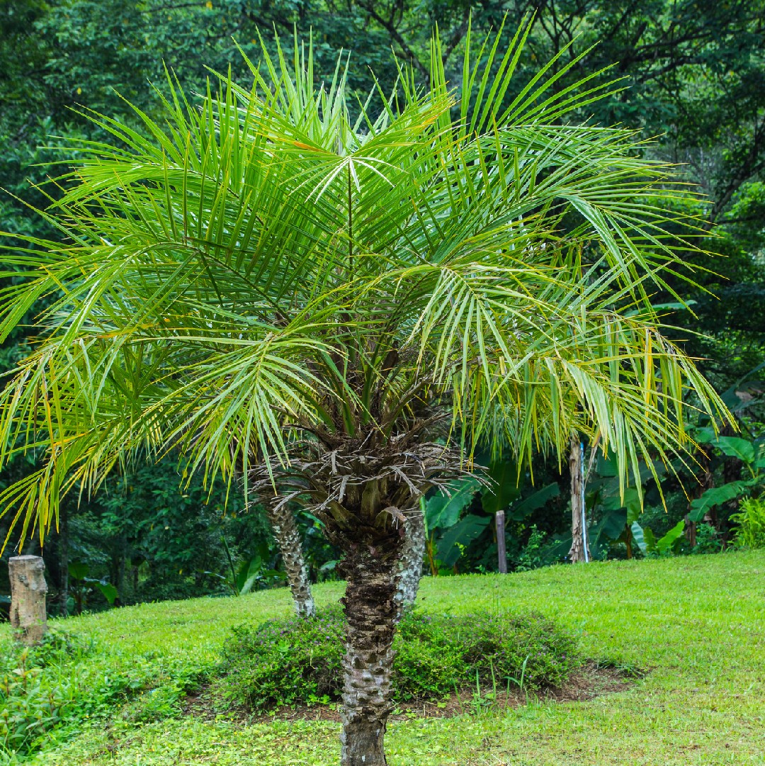 Palmier phoenix roebelenii