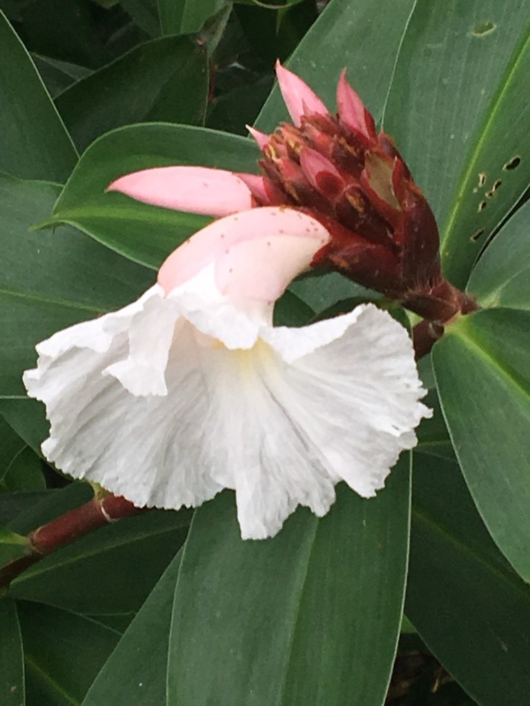 Crepe ginger - Hellenia speciosa (Care, Characteristics, Flower, Images)