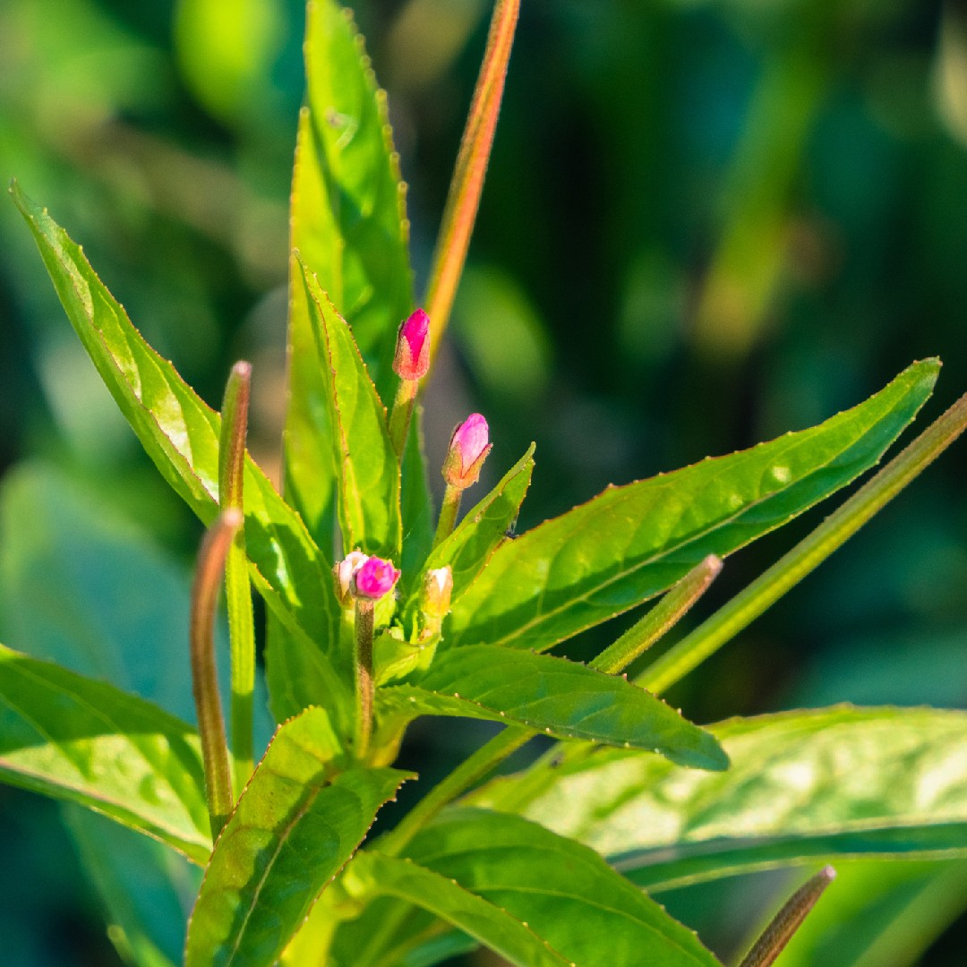 Small Flowered Willow Herb Benefits Best Flower Site