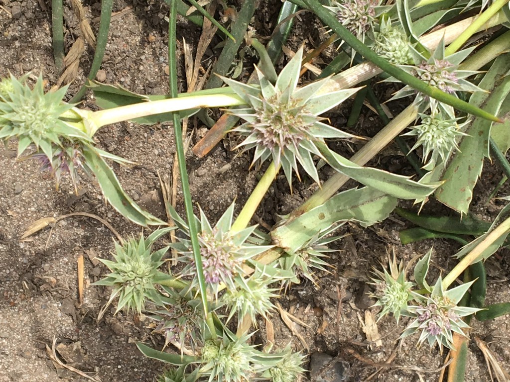 Eryngium armatum PictureThis