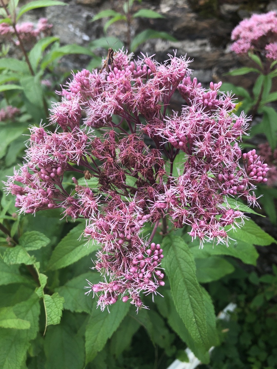 ☯️ Where To Place Chinese eupatorium In Feng Shui? (Characteristics