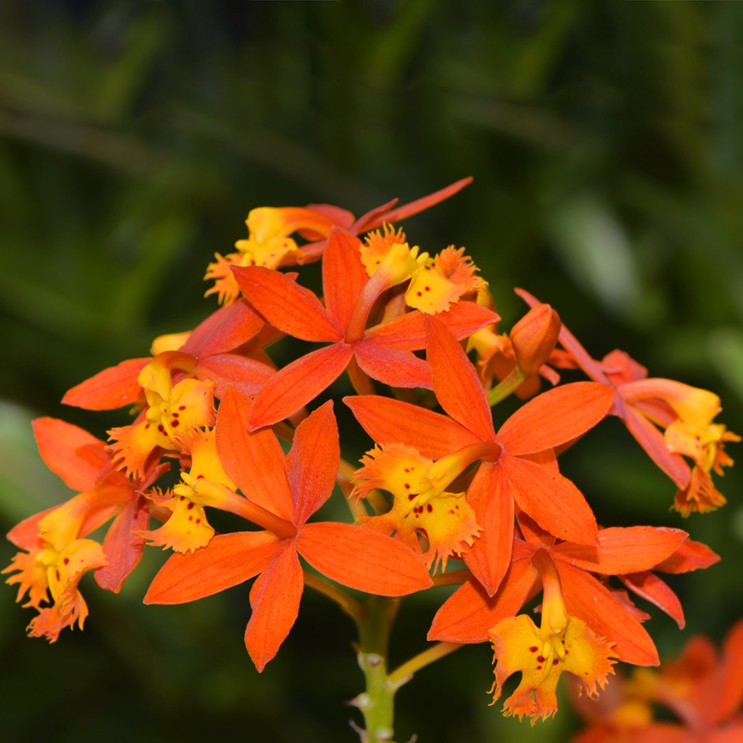 Fire-star orchid (Epidendrum radicans) Flower, Leaf, Care, Uses -  PictureThis