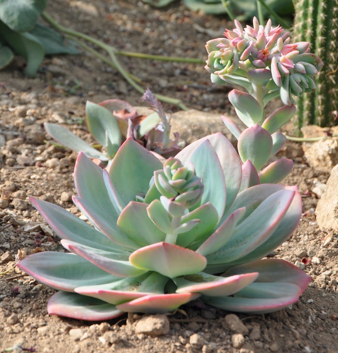 ハクホウ（白鳳） (Echeveria 'Hakuhou') - PictureThis