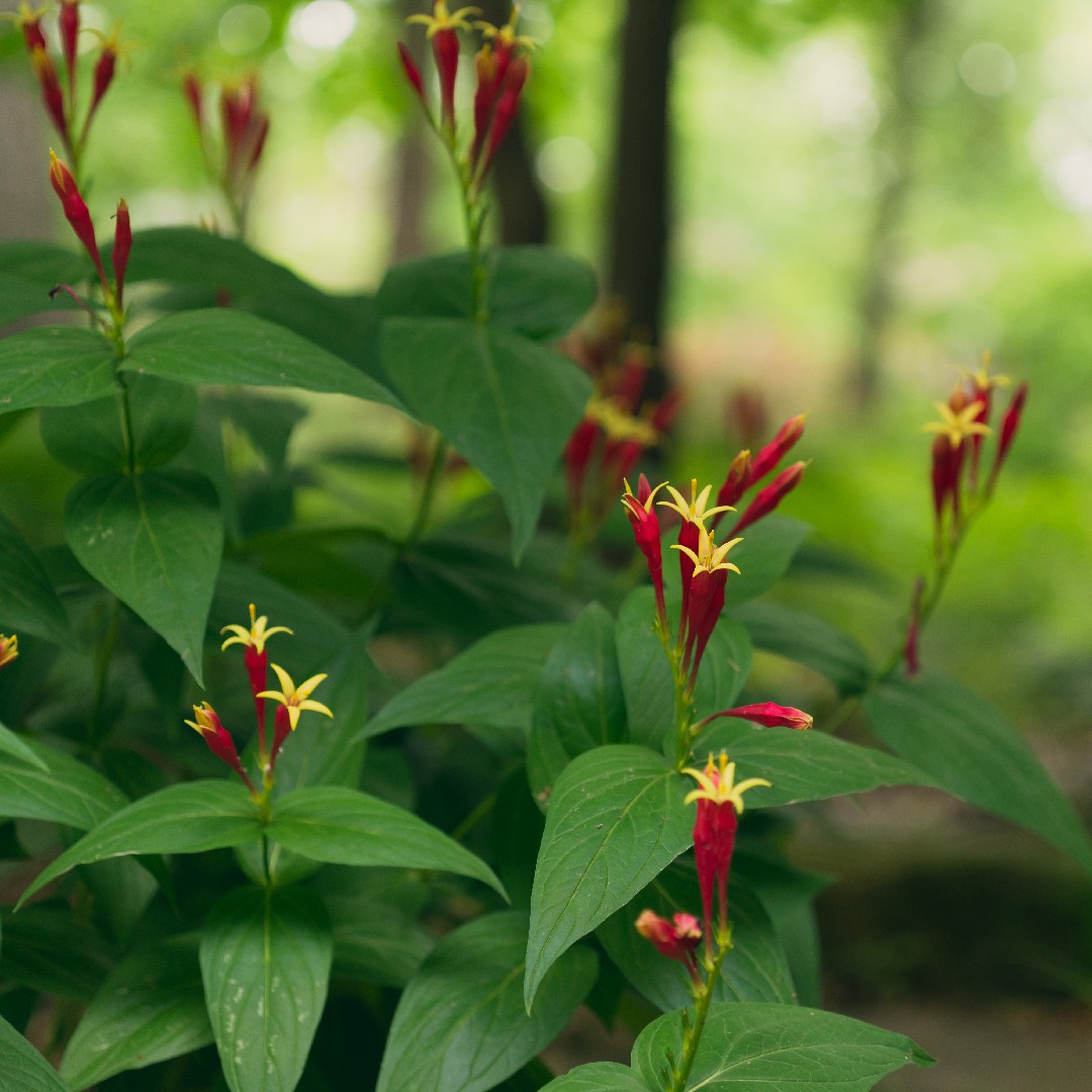 Spigelia PictureThis